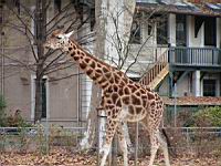 Girafe - Giraffa camelopardalis (cla Mammiferes) (ord Artiodactyles) (fam Giraffides) (00)